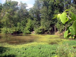 очистка пруда на фоне подпитки сточными водами и канализационным стоком