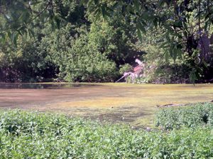 очистка пруда на фоне подпитки сточными водами и канализационным стоком