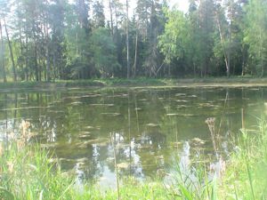 очистка прудов