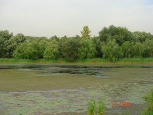 эффект влияния канализационного стока на водоем