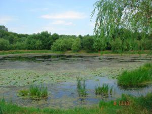 очистка пруда на фоне подпитки сточными водами и канализационным стоком