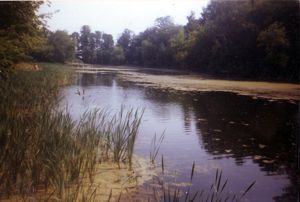 очистка прудов и водоемов на фоне подпитки канализационными стоками