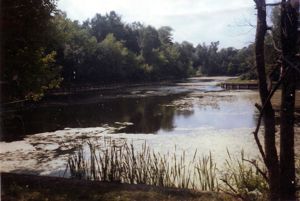 влияние канализационных стоков на водоем и очистка водоема