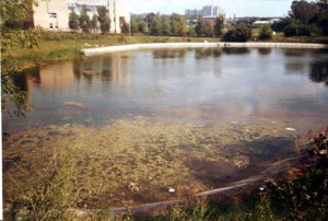 очистка прудов и водоемов на фоне подпитки канализационными стоками