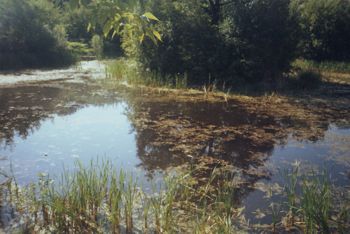 влияние канализационных стоков на водоем и очистка водоема