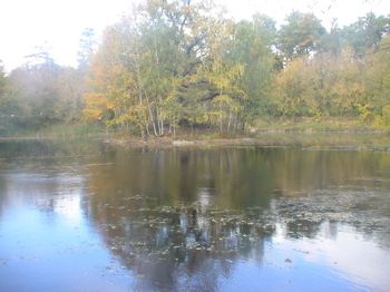 очистка пруда на фоне подпитки сточными водами и канализационным стоком